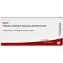 TRIGONUM vesicae et Musculus sphincter GL D 5 Amp.