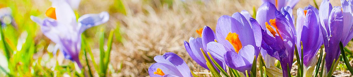 Fit durch den Frühling